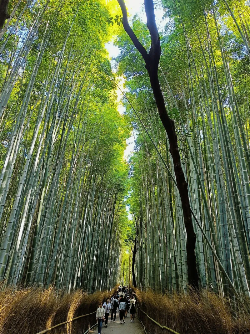 Arashiyama Bamboo Grove