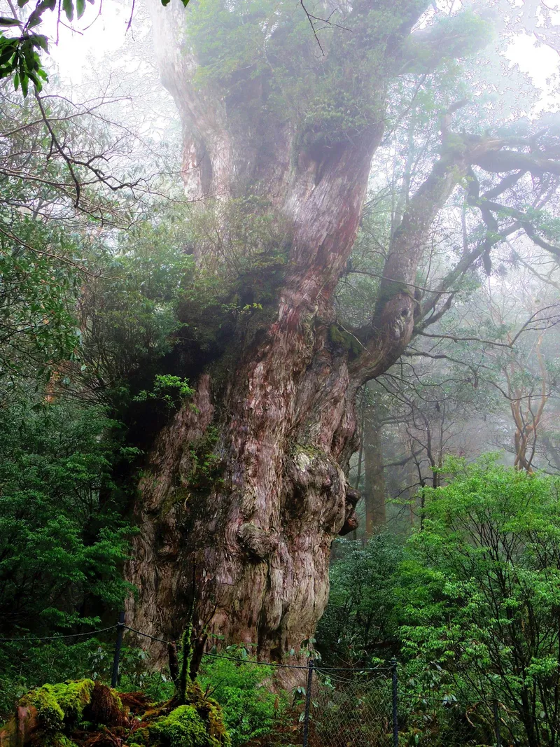 Jomon Sugi Cedar