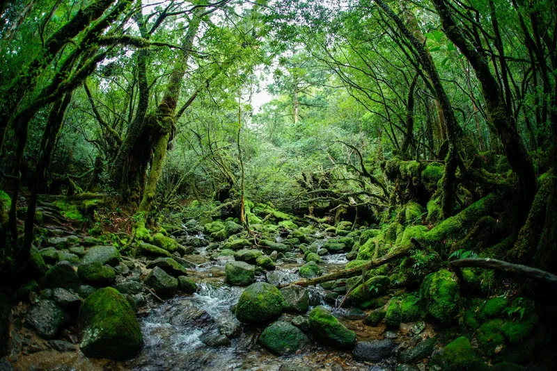 Shiratani Unsuikyo Ravine