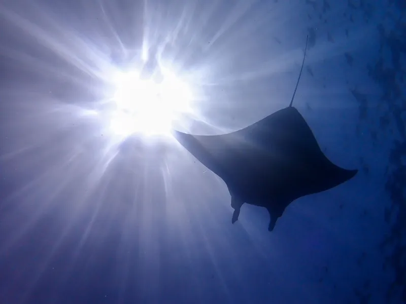 Manta Scramble Dive Point