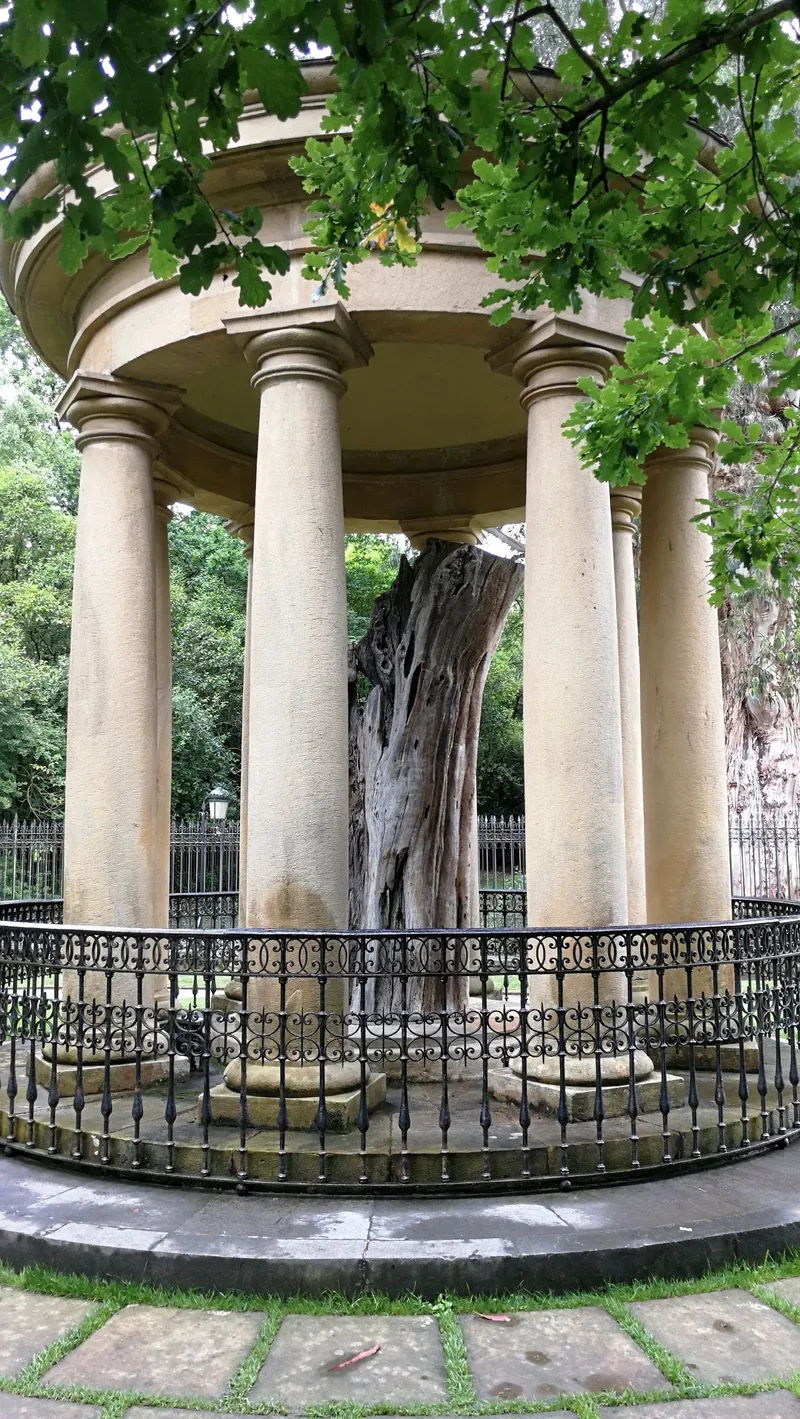 Tree of Guernica