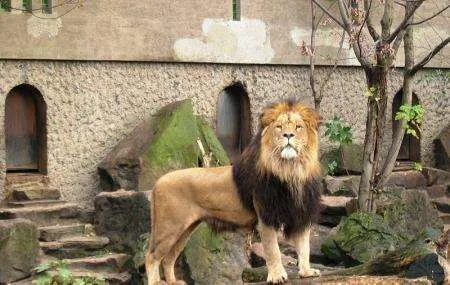 Artis Zoo