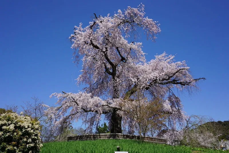 Maruyama Park