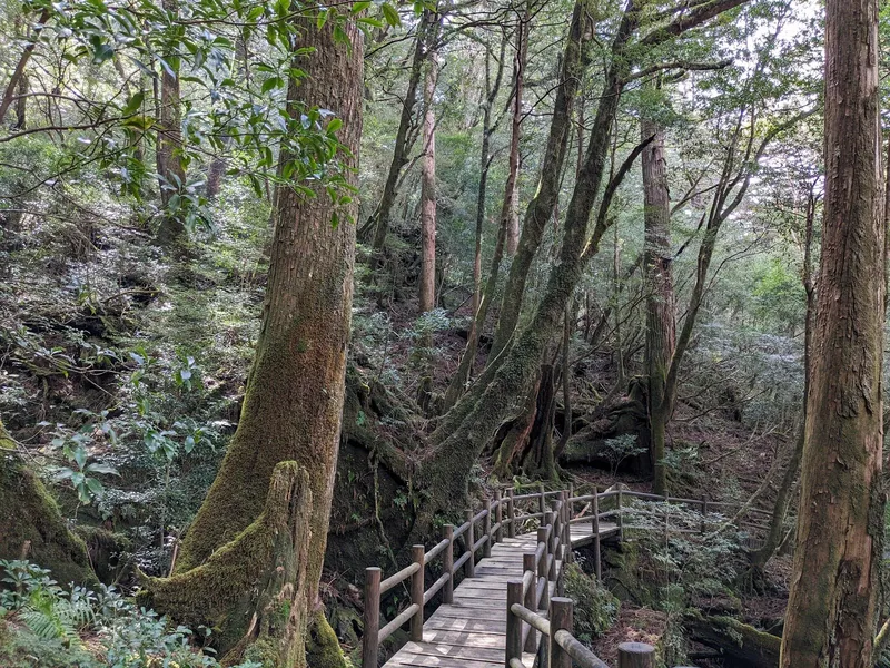 Yakusugi Land