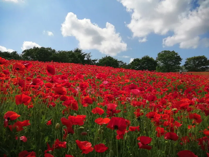 Showa Kinen Park