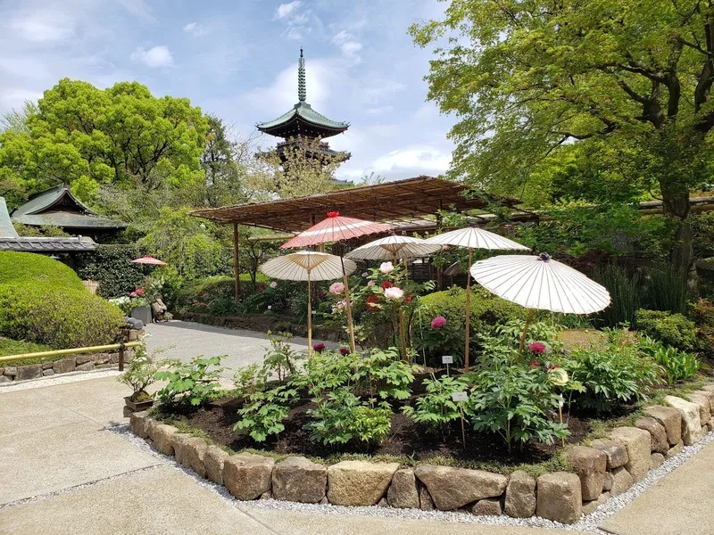 Ueno Toshogu Shrine Peony Garden