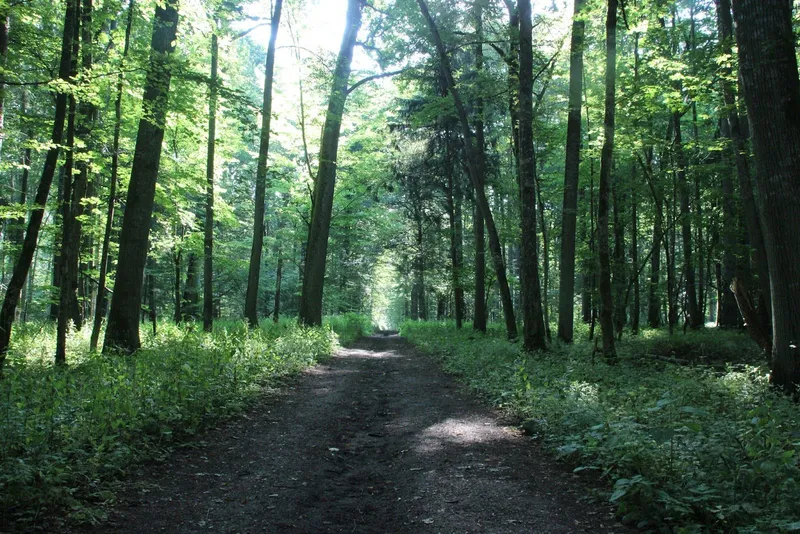 Białowieża National Park