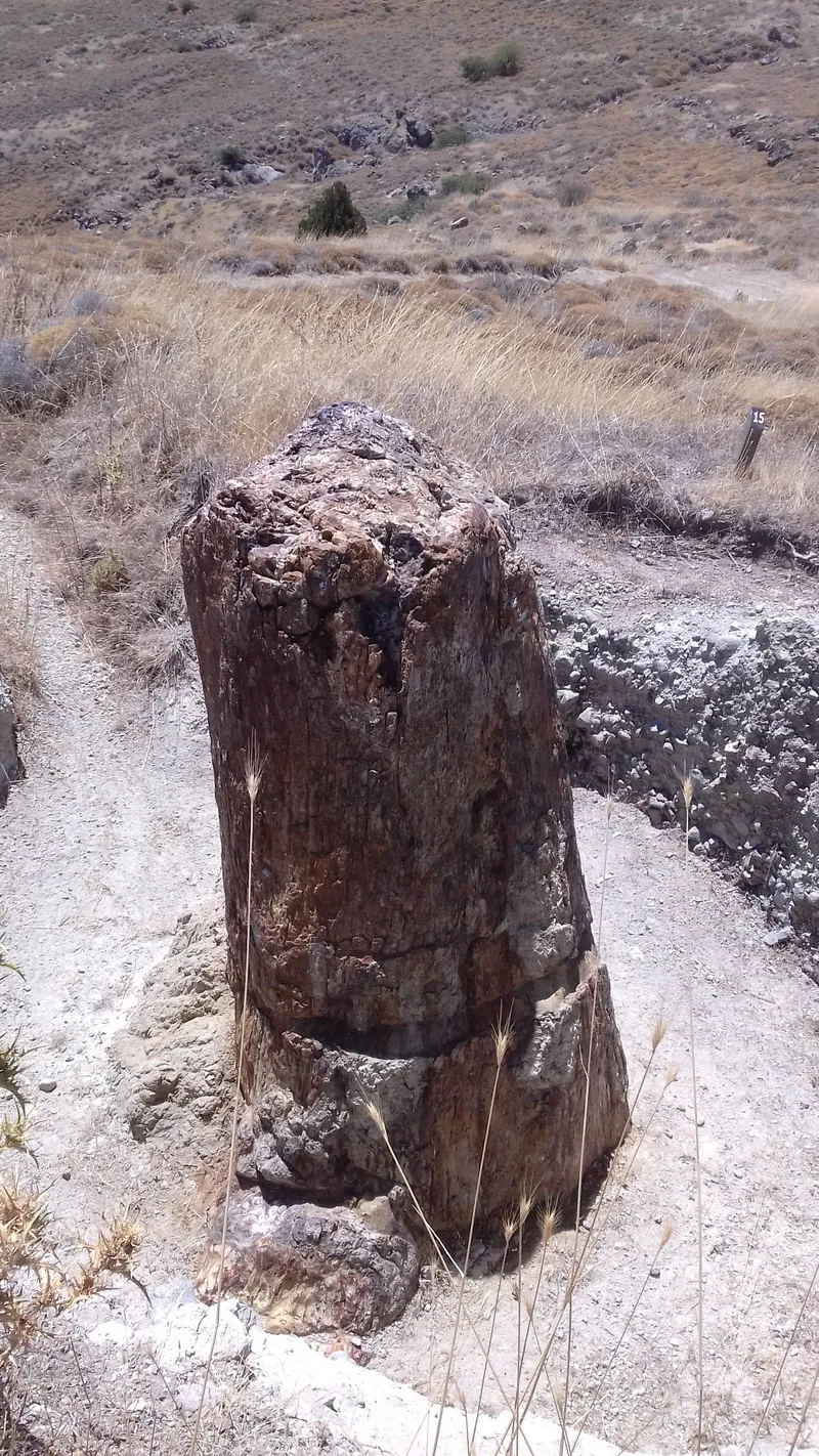 Petrified Forest of Lesvos - Bali Alonia Park