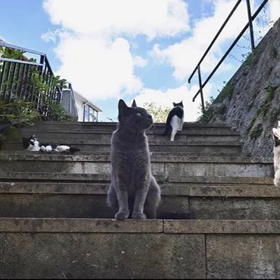 Stray Cats of Istanbul: Why Turkey's Largest City Loves Its Street Cats
